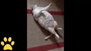 Fat Cat Can't Roll Over