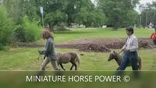 MINIATURE THERAPY HORSES ARRIVE AT NEW HOME
