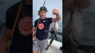 Big-Sea-Bass-Money-Fish.mov