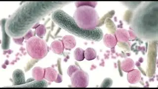 El Desafío de la Bioseguridad en la Granja Avícola 🐔