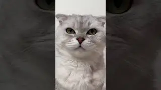 Mistress hide candy from Katy 🐈&zwj;⬛ #shorts #cat #cats #facts #pets #viral #ytshorts #catcat
