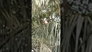 Relaxing Moments Of Wild Monkey