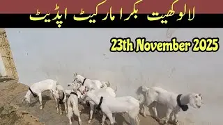 لالوکھیت بکرا بکری مارکیٹ اپڈیٹ/lalukhet Animals market/Lalukhet bakra market update 
