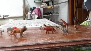 The legendary animal war