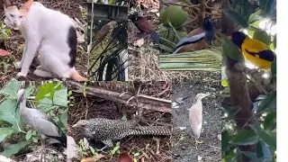 Adorable Animal Moments That Will Melt Your Heart!!