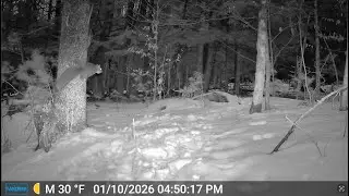 Winter New England Trail Cam
