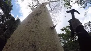 Manjat pohon tinggi!!! Hanya dengan 2 buah paku.demi mengambil madu..😱😱😱