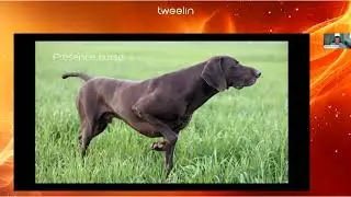 Tweelin Webinar - From Visible To Invisible: The Comprehensive Cost of Meeting Overload