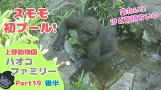 赤ちゃんゴリラのスモモ、あの場所で初めてプールを体験しました!(Part19後半)Sumomo experienced a pool for the first time at that place!