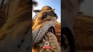Wolf Attacks Sheep&hellip; Lion Saves It! 🐺🐑🦁 #shorts