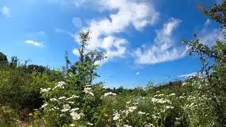Vibrant Green Meadow Under a Bright Blue Sky 🌤️