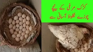 Pure desi chicken farming at home II Hen Harvesting Eggs to Chicks || Khair village life
