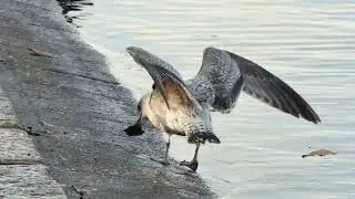 Young Herring Gull playing with a stone