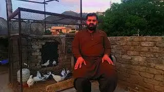 murghiyon main poty ki shikayat or uska desi elaj