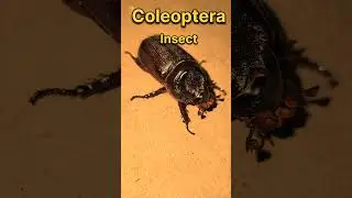 Iitna Ajib Keeda | Coleoptera