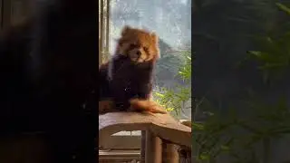 Red Panda Cute 2 #Red_Panda #Cute