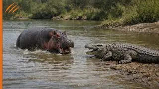Seht, was passiert, als das Nilpferd das Krokodil angriff!!!