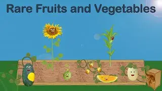 KLT: Rare Fruits and Vegetables (2018)