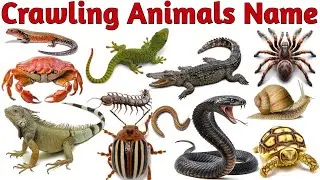 Crawling Animals Names in English with Pictures and Sounds | Learn Creeping Creatures for  Kids