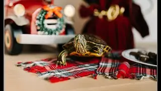 Python Turtle Tutorial: Drawing a Festive Christmas Tree 🎄🐢