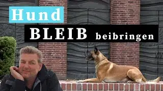 Hund Bleib beibringen - So bleibt dein Hund zuverl&auml;ssig liegen