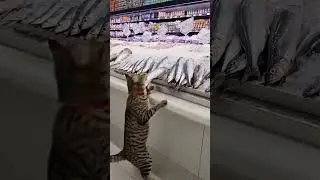 Ce chat vole une sardine au rayon poisson 😂🐟 #chat #shorts #viral #sardine