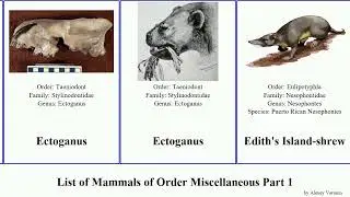 List of Mammals of Order Miscellaneous Part 1 solenodon hesperus giganteum Leptictidium Cuban Mood