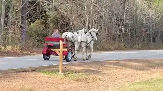 Grey Percheron Team