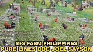 Pure Lines DOC JOEL SAYSON Bushfire Farm - Big Farm In The Philippines