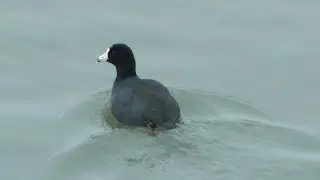 Silly Old Coots