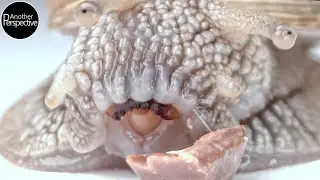 Extreme Makroaufnahmen: Schnecke frisst Schokolade (Laowa Probe)