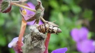 This Animal Completely Dissolves Before Being Reborn 