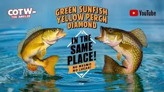 Green Sunfish e Yellow Perch Diamond - Call Of The Wild The Angler