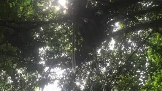 Grey-shanked douc langur play behavior