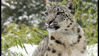 Chicago Zoo Animals Play in Winter Wonderland