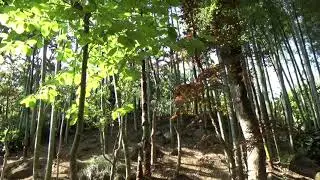 等々力渓谷公園にて-SONY HDR-CX680