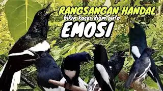 Suara kacer tarung ngeplong Ampuh buat kacer auto NYAUT EMOSI