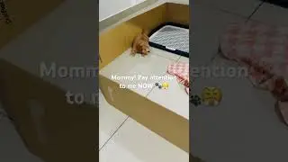 Mommy! Pay attention to me NOW 🐾😤