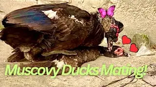 Muscovy Ducks Mating | Animals Mating Video | হাঁসের খামার #duck #muscovyduck #animals #mating