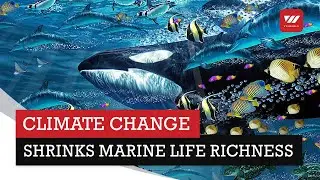 Climate change shrinks marine life richness near equator | VTV World