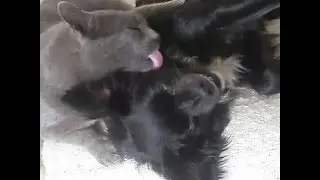 funny animals coccole fra cane e gatto
