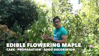 EDIBLE FLOWERING MAPLE / ABUTILON