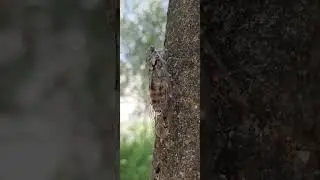 la Cicala e il canto dell'estate