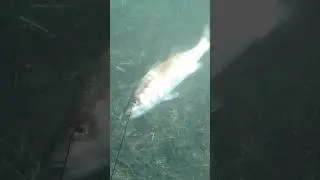 Loup l&rsquo;hiver a L&rsquo;agachon #epsealon #chassesousmarine #spearfishing #pesca #spearfishing #p&ecirc;che #fish