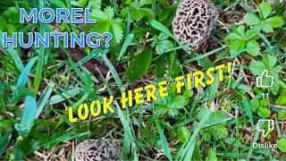 MOREL HUNTING? LOOK HERE FIRST