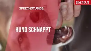 hündin mag sich nicht streicheln lassen