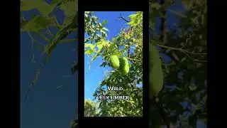 New Plants Identified on Nature Hike using Seek, the plant identification app