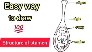 How to draw structure of stamen step by step |structure of flower