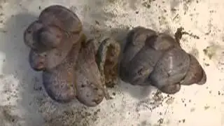 Slipper snail (Crepidula Fornicata) mating pile time lapse1830