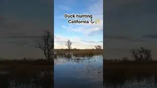 Duck hunting California #duckhunting #california #hunting #shorts